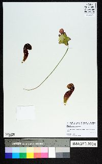 Sarracenia psittacina image