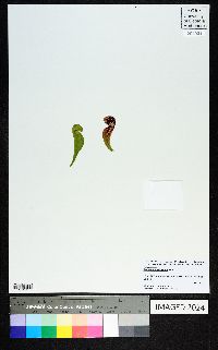 Sarracenia psittacina image