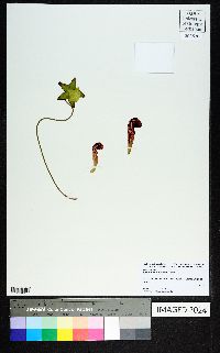 Sarracenia psittacina image