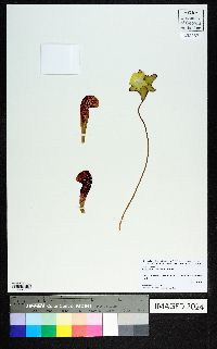 Sarracenia psittacina image