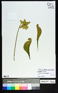 Sarracenia psittacina image