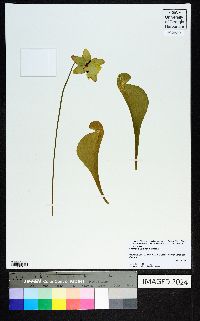 Sarracenia psittacina image