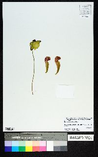 Sarracenia psittacina image