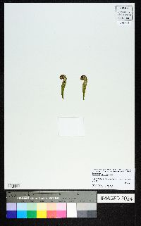 Sarracenia psittacina image