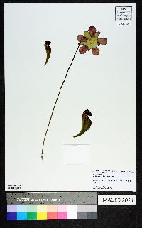 Sarracenia psittacina image