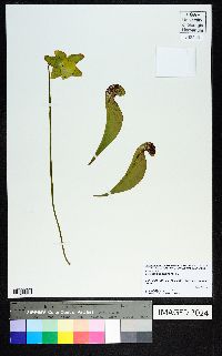 Sarracenia psittacina image