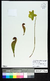 Sarracenia psittacina image