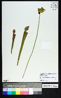 Sarracenia rubra image