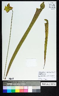 Sarracenia rubra image