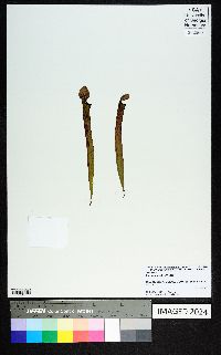 Sarracenia rubra image