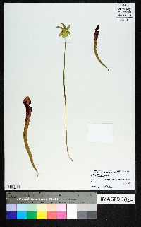 Sarracenia rubra image