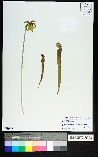 Sarracenia rubra image