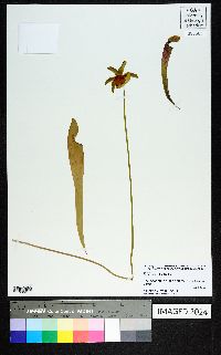 Sarracenia rubra image