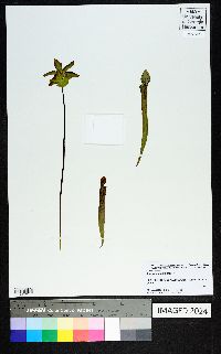 Sarracenia rubra image