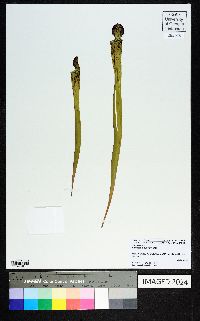 Sarracenia rubra image