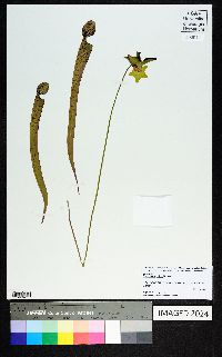 Sarracenia rubra image