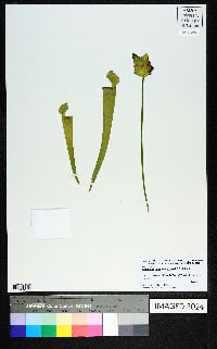 Sarracenia rubra image