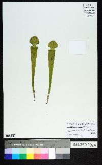 Sarracenia rubra subsp. wherryi image