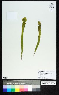 Sarracenia rubra image