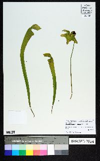 Sarracenia rubra image