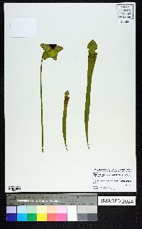 Sarracenia rubra subsp. wherryi image