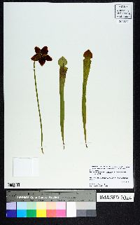 Sarracenia rubra image