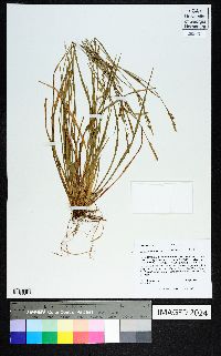 Carex striatula image