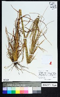 Andropogon gyrans image