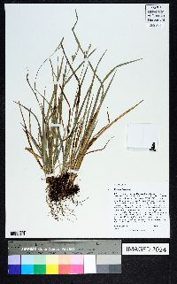 Carex godfreyi image