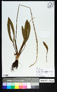 Plantago sparsiflora image