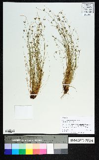 Isolepis carinata image