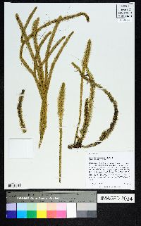 Lycopodiella alopecuroides image