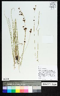 Rhynchospora harveyi image