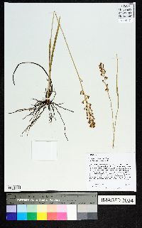 Triantha racemosa image