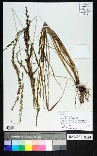 Chasmanthium sessiliflorum image