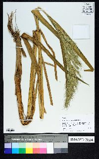 Echinochloa crus-pavonis image