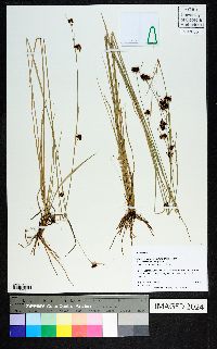 Rhynchospora fascicularis image