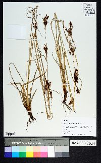 Rhynchospora inexpansa image