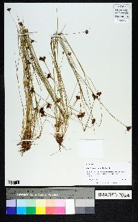 Rhynchospora chapmanii image