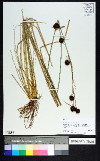 Rhynchospora cephalantha image