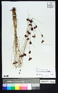 Rhynchospora chalarocephala image