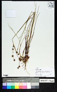 Juncus scirpoides image