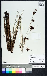 Rhynchospora fascicularis image