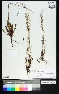 Rumex hastatulus image