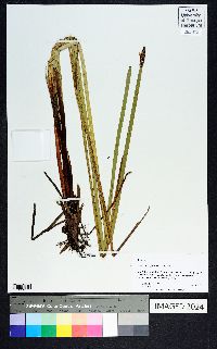 Eleocharis equisetoides image