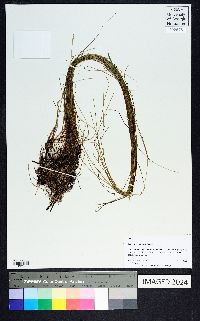 Eleocharis elongata image