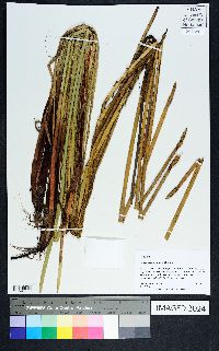 Eleocharis equisetoides image