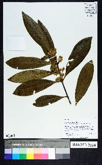 Osmanthus americanus image