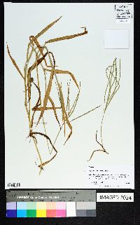 Digitaria ciliaris image