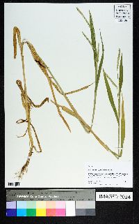 Urochloa plantaginea image